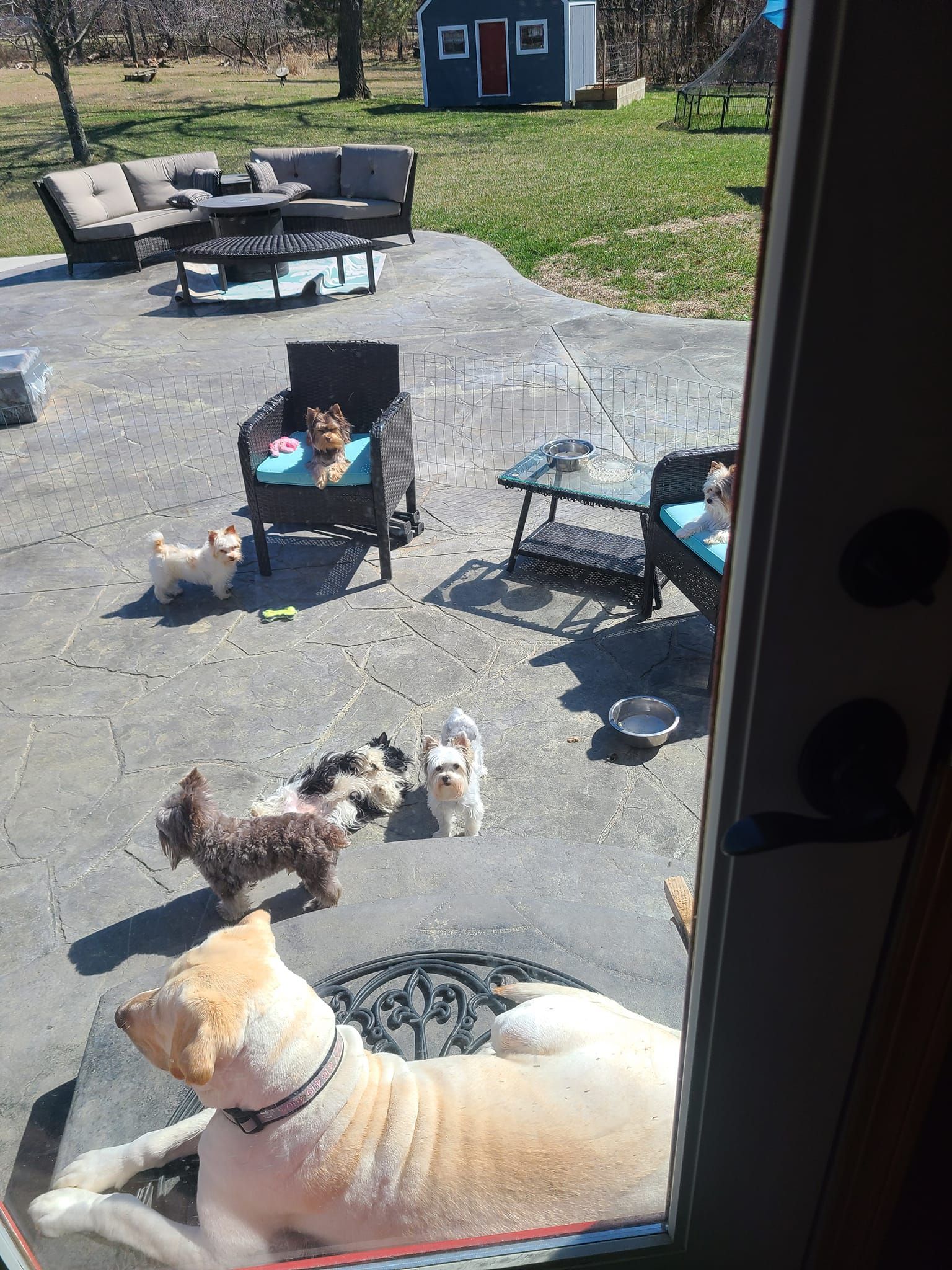 A group of dogs are sitting on a patio looking out a window.
