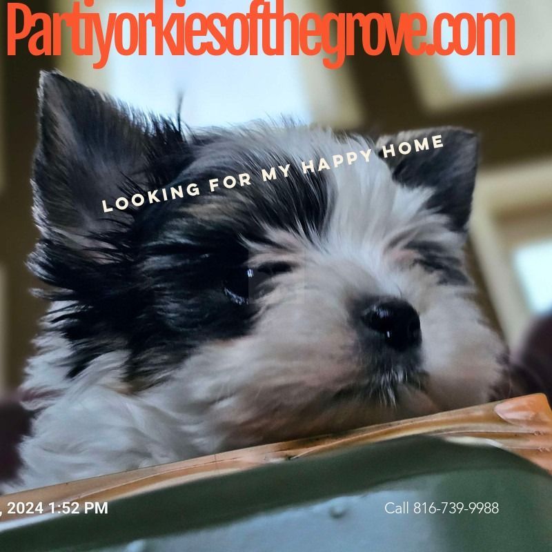 A picture of a puppy that says