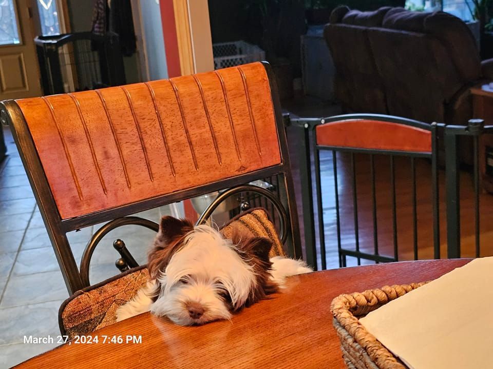 A small brown and white dog is laying on a wooden table.