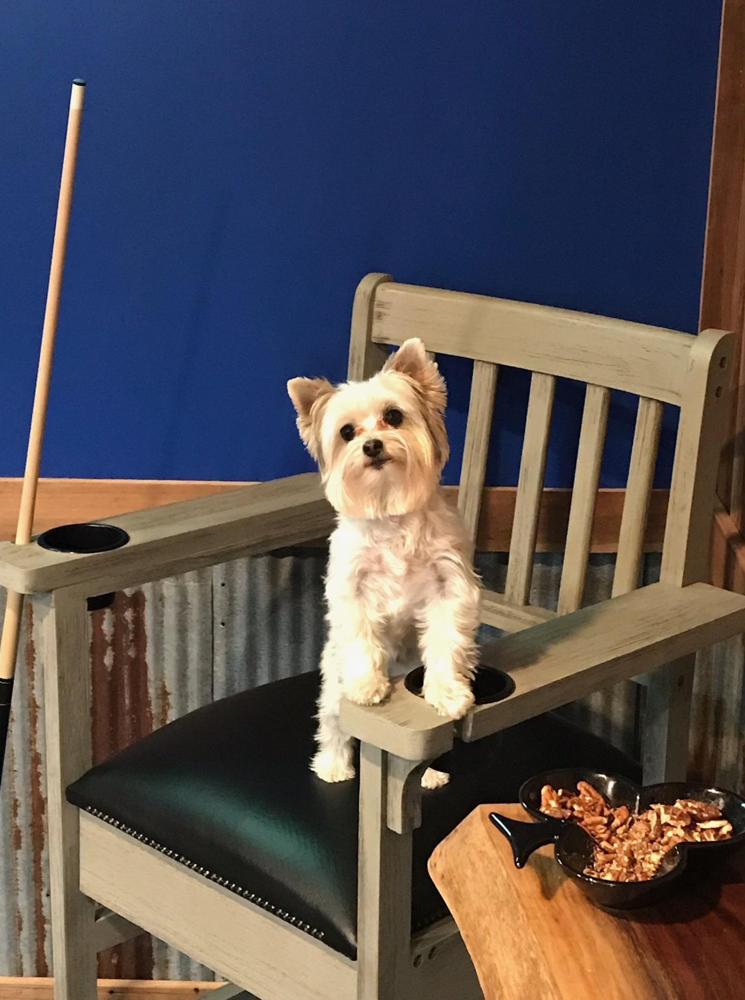 A small white dog is sitting in a chair next to a pool cue.