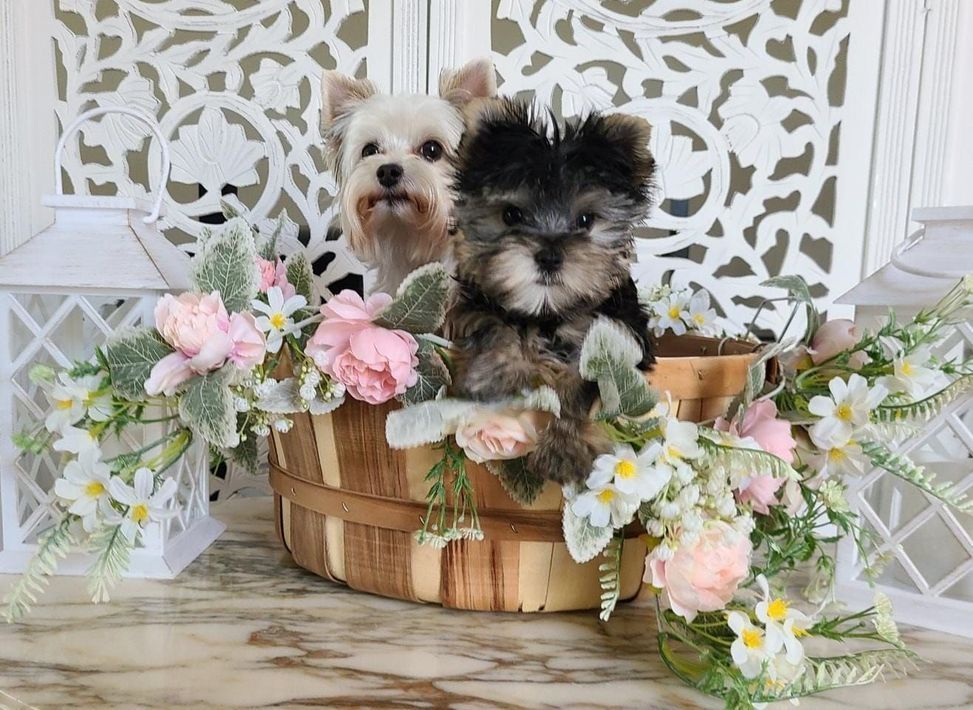 Two small dogs are sitting in a wooden basket surrounded by flowers.