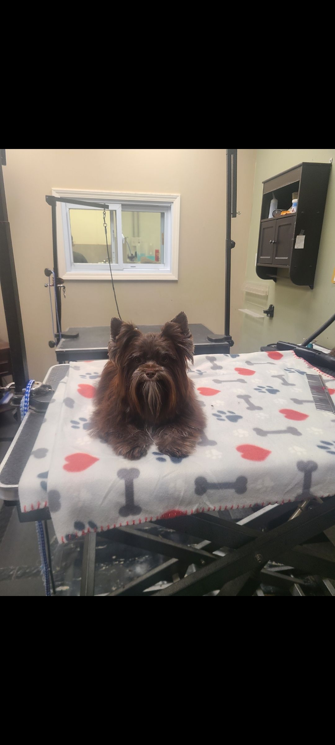 A small dog is laying on a blanket on a table.