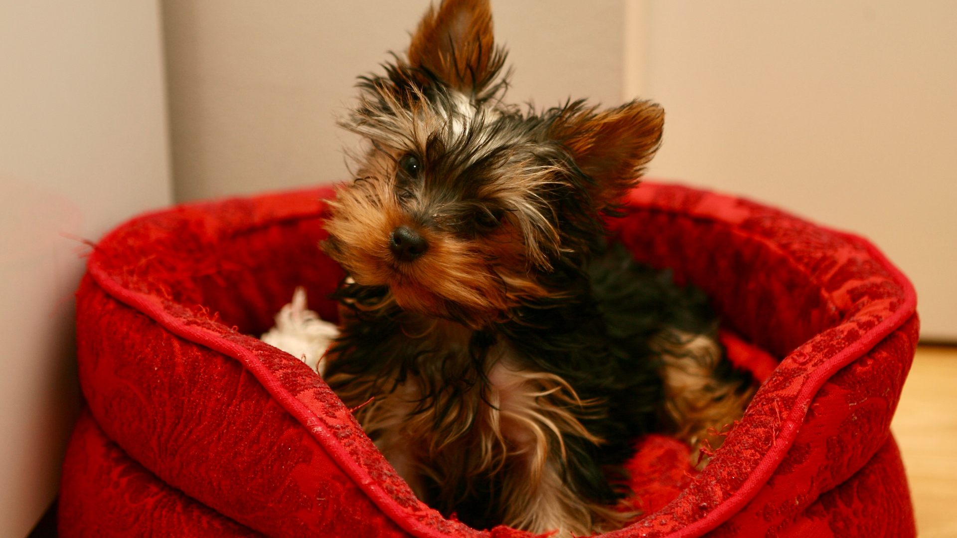 A small dog is sitting in a red dog bed