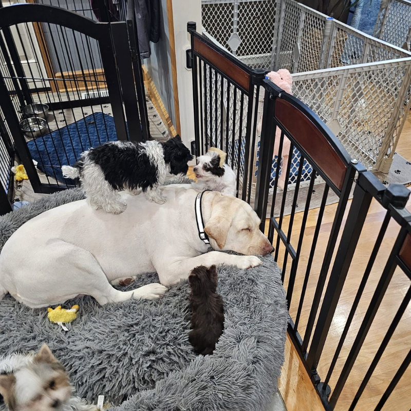 Three dogs are laying on a blanket in a room next to a fence.