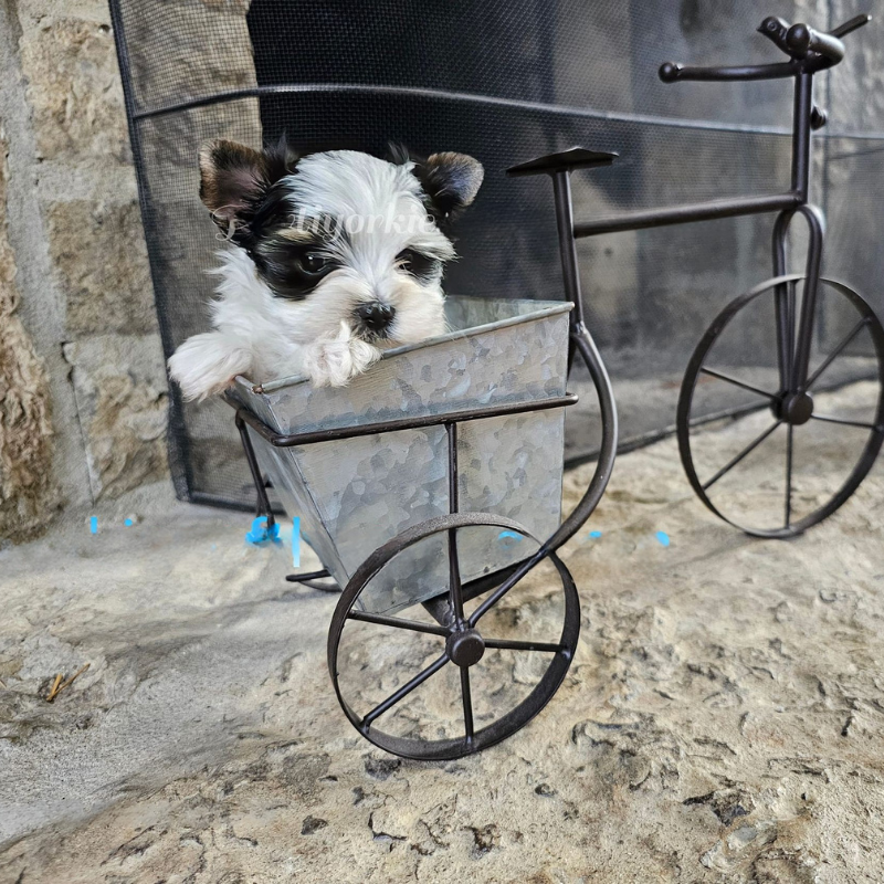 A small black and white dog is sitting in a bicycle planter
