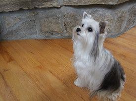 A small white and gray dog is sitting on a wooden floor.