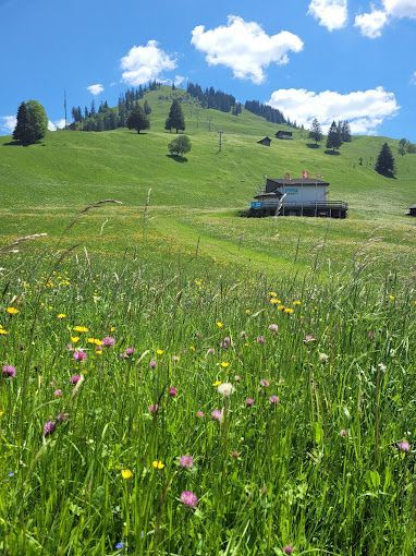 Ein Blumenfeld mit einem Haus im Hintergrund