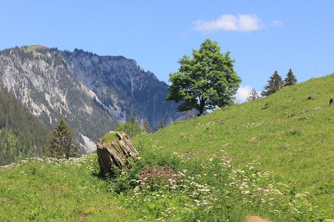 Auf einem grasbewachsenen Hügel steht ein Baum, im Hintergrund sind Berge zu sehen.