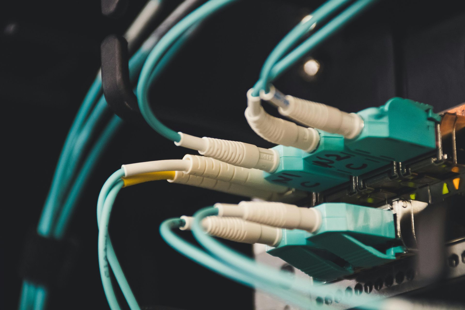 Close-up of blue and white fiber optic cables connected to a server panel.