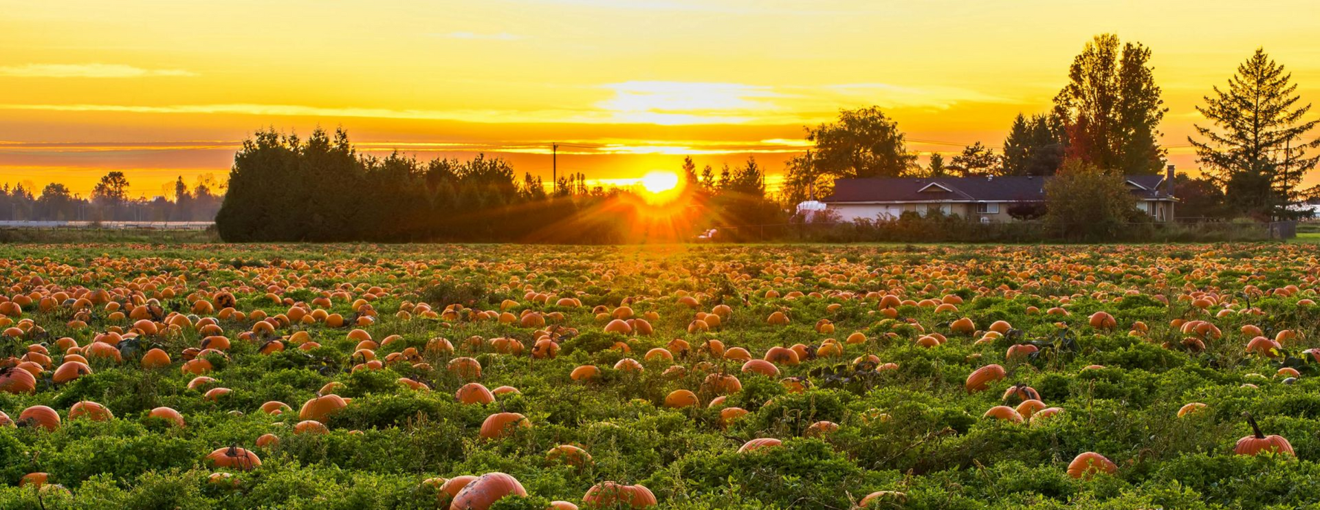 Sunset over a pumpkin field, with a farm house in the background.