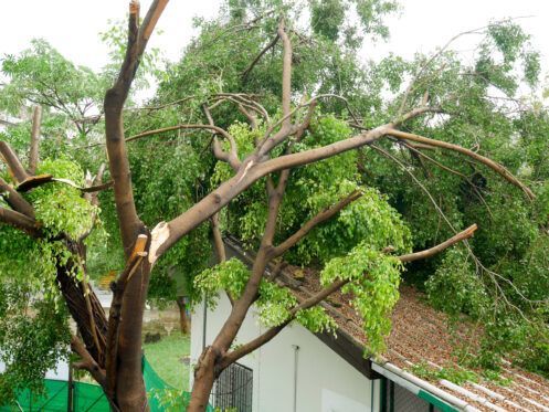 Broken tree limbs over a small white building after storm damage