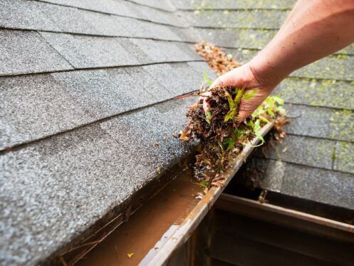Hand clearing wet leaves and moss from a roof gutter on a shingled roof