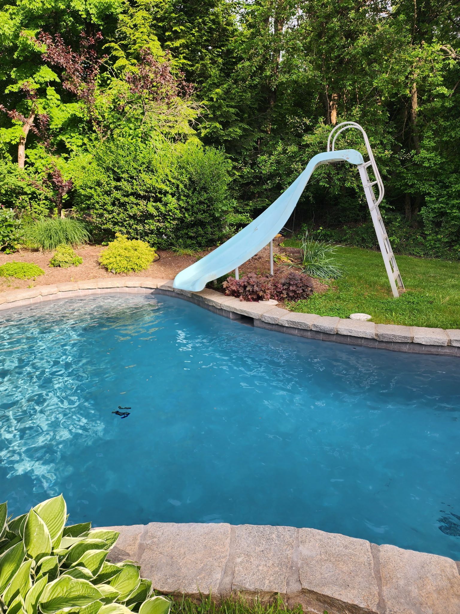 Backyard pool with a light blue slide, surrounded by lush green landscaping.