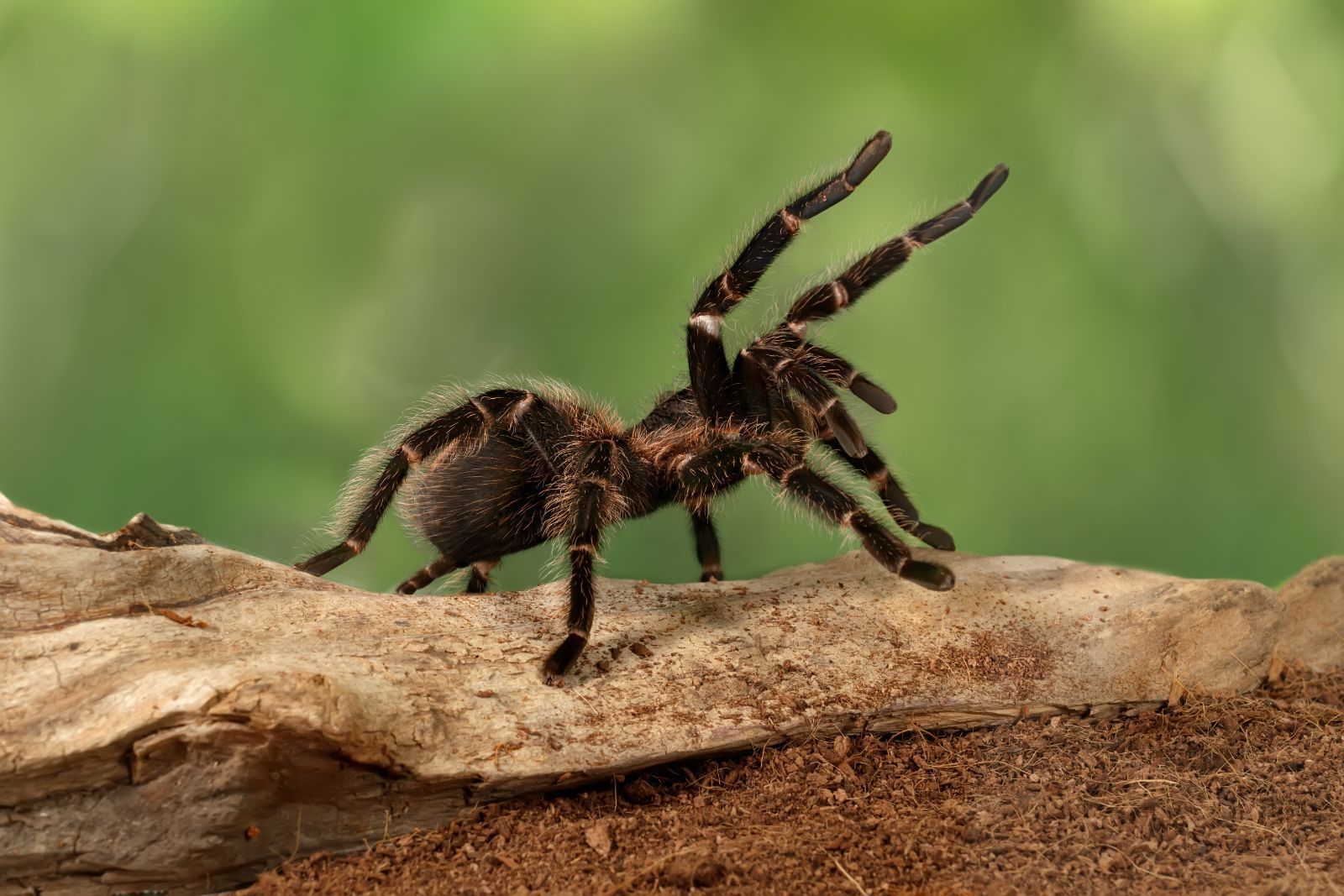 tarantula