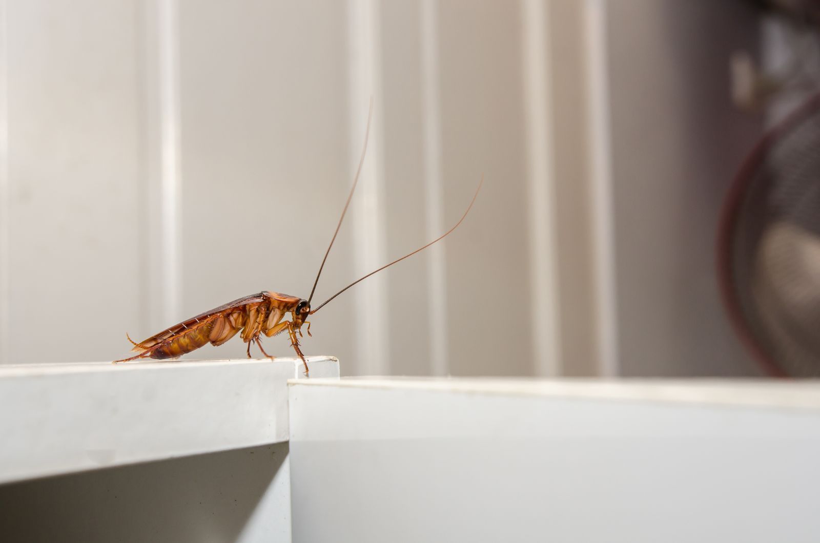 Lone cockroach