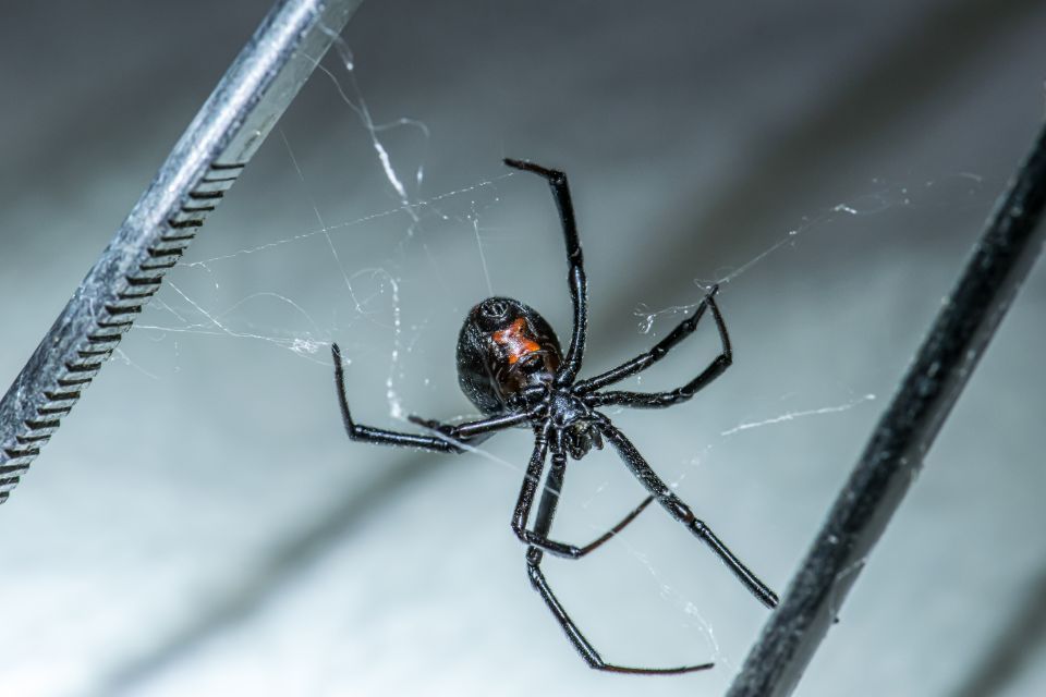 black widow