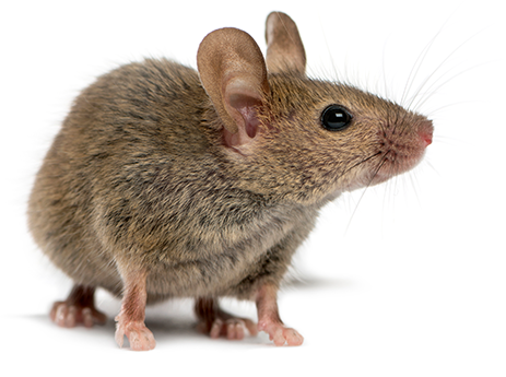 rodent