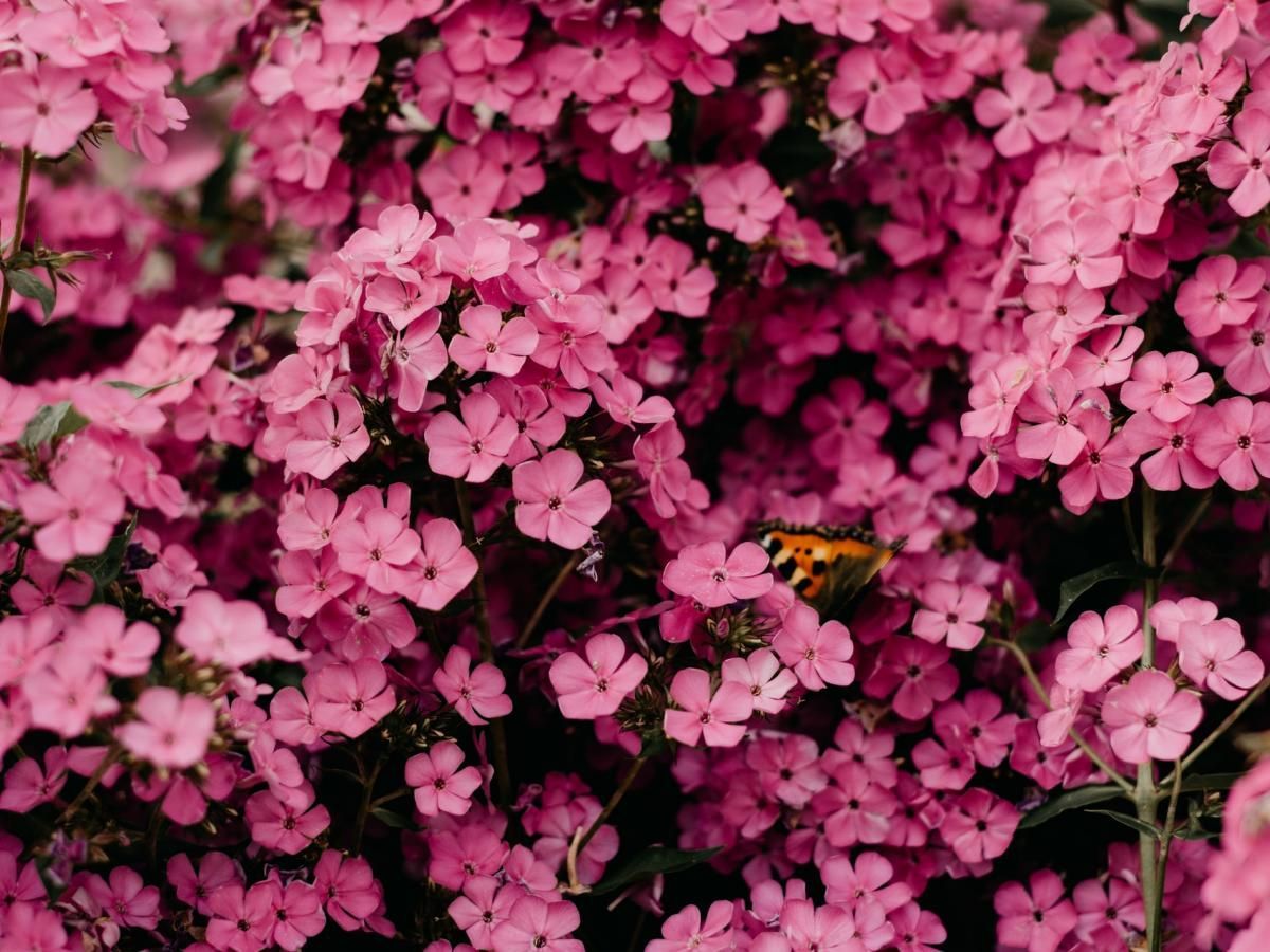 A close up of a bunch of pink flowers with a butterfly on them.
