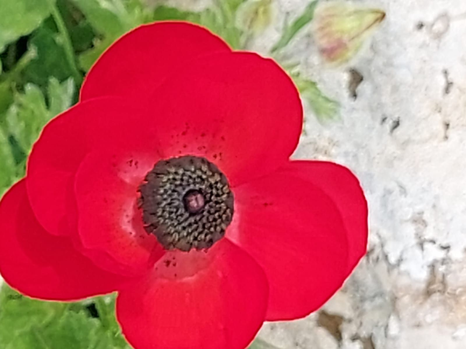 קינסיולוגיה לימודים