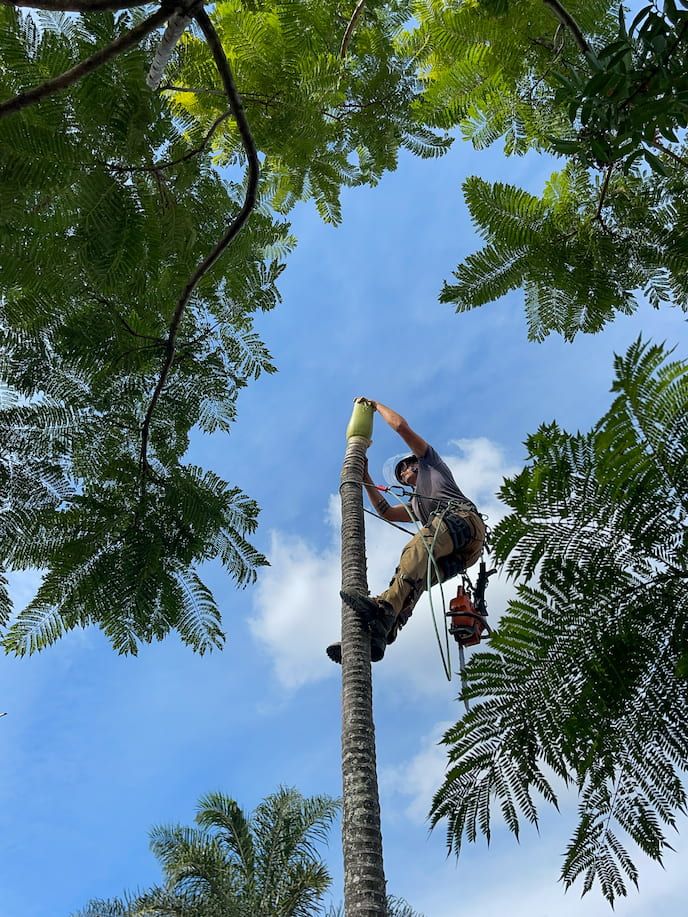 A person lopping a tree in Brisbane