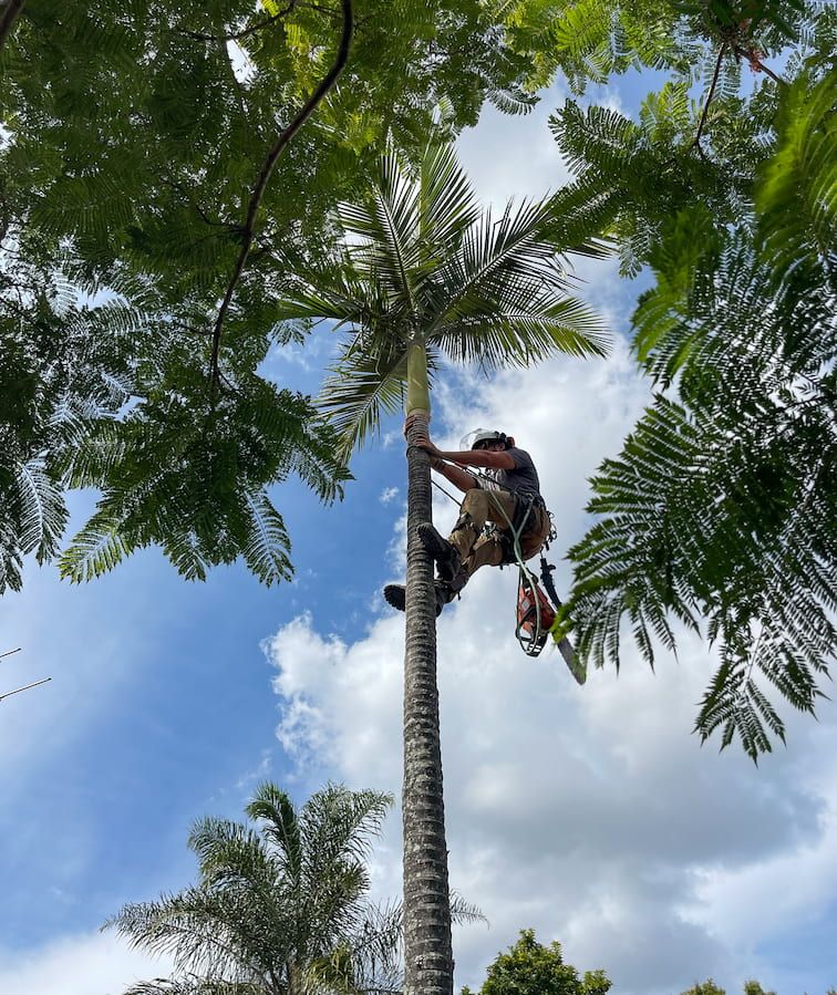 A person cutting down a tree in Brisbane