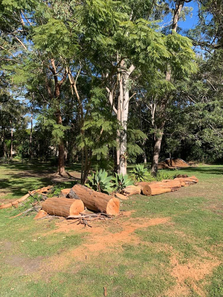 A bunch of logs are laying on the grass in a park in Brisbane