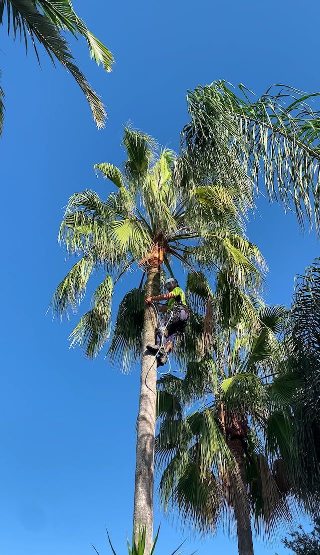 A man is climbing a palm tree on a sunny day.