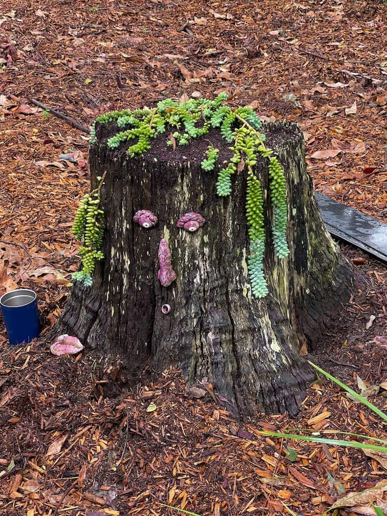 A tree stump with a face carved into it and ferns growing out of it.