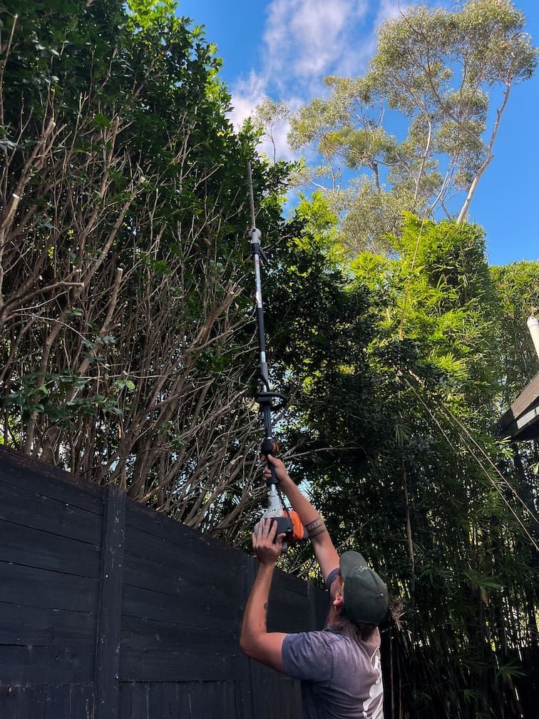 A person hedging a bush in Brisbane