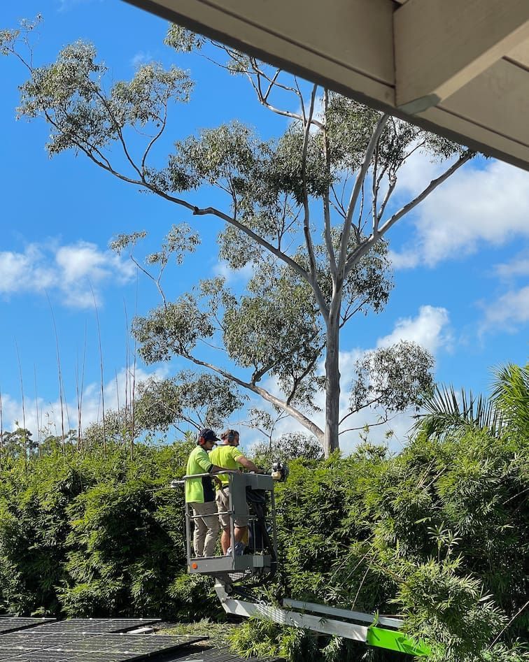 A man in a bucket is cutting a tree.