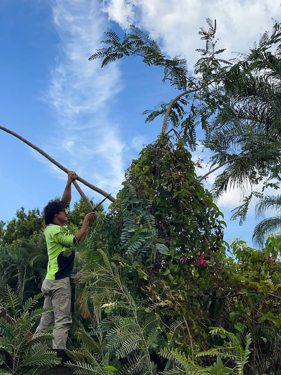 A man is standing on top of a tree holding a stick.