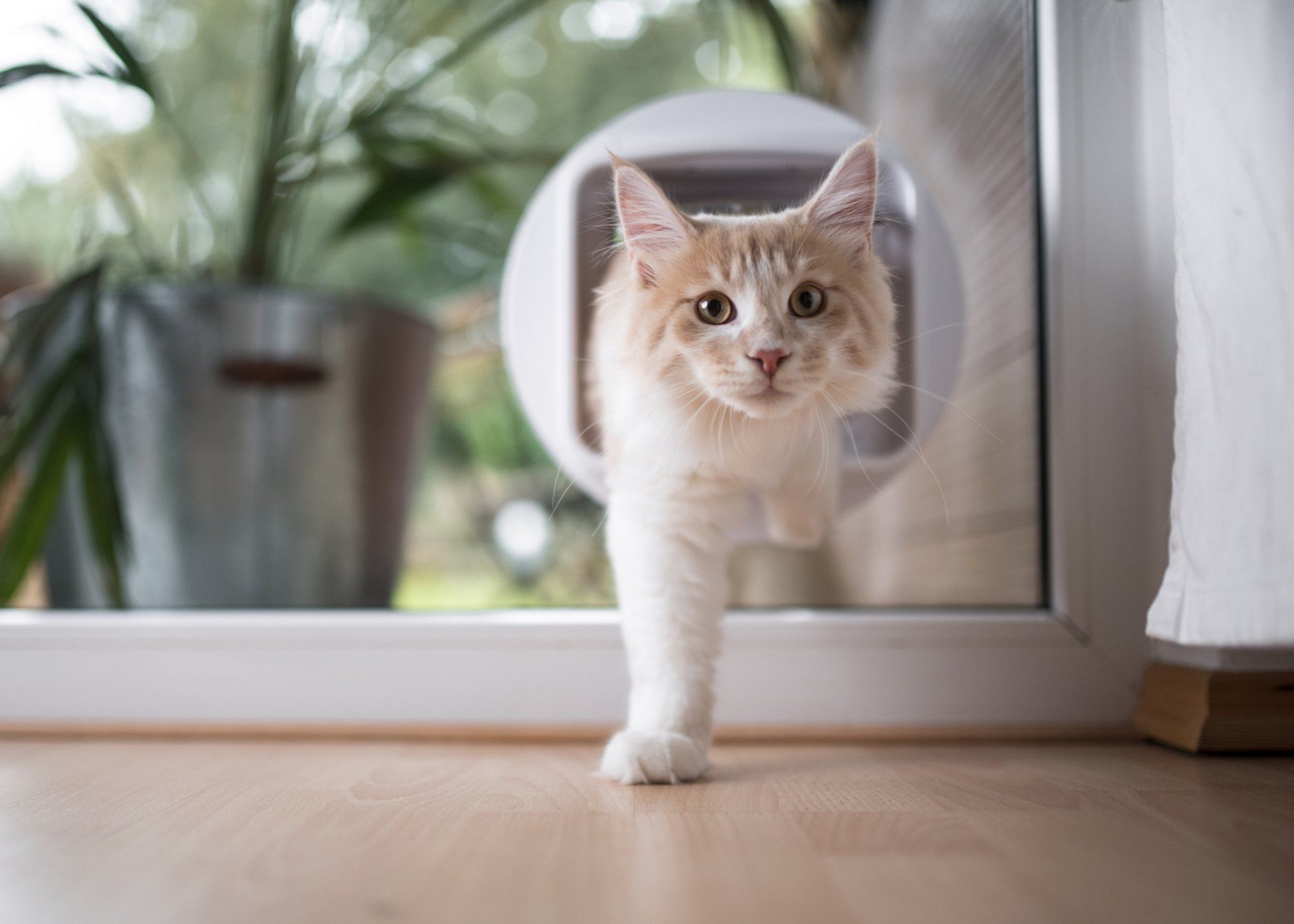 Pet Doors Installation Melbourne VIC Pet Doors Installation Melbourne VIC