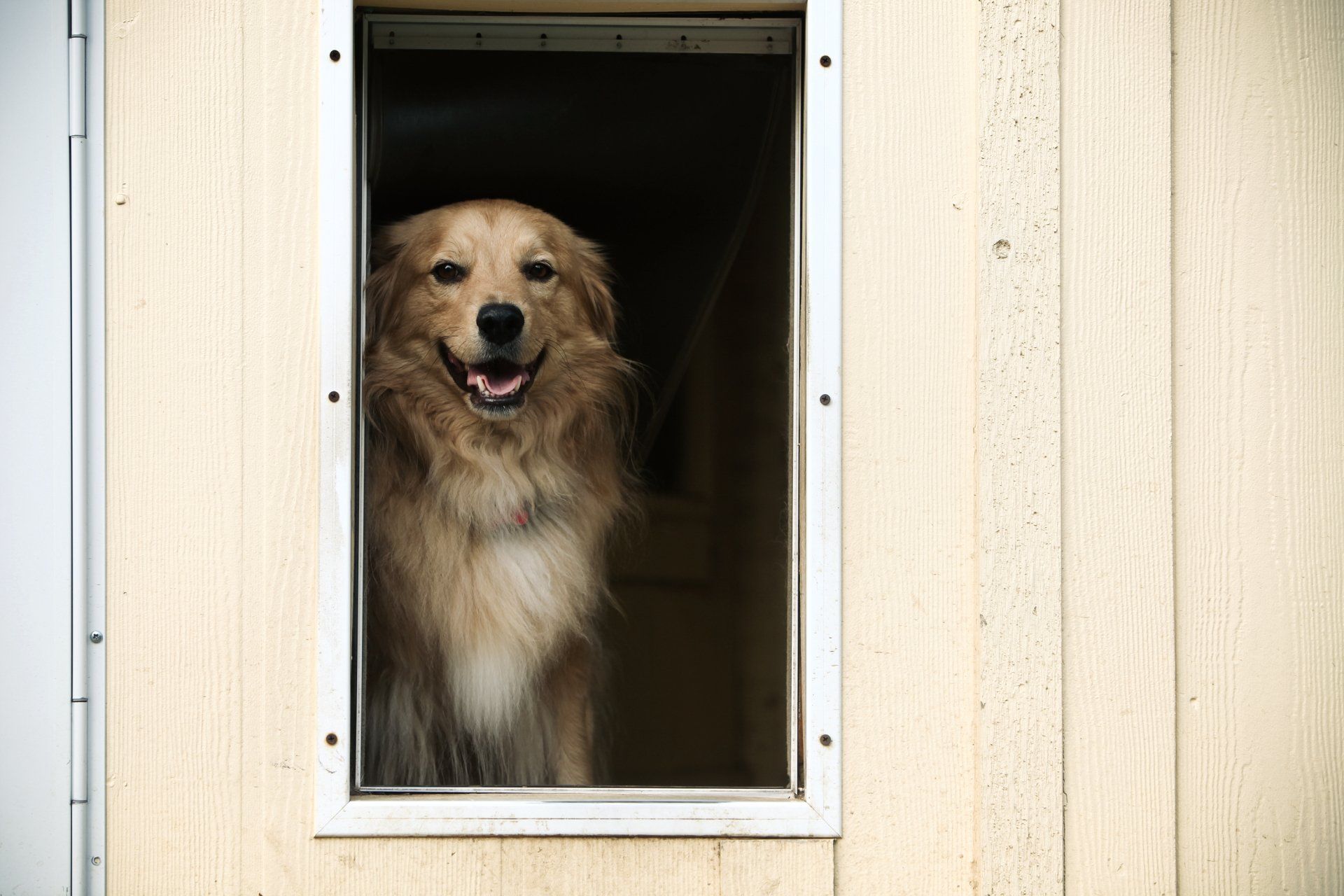 Dog Looking Through Pet Door — South Melbourne, VIC — South Melbourne Glass
