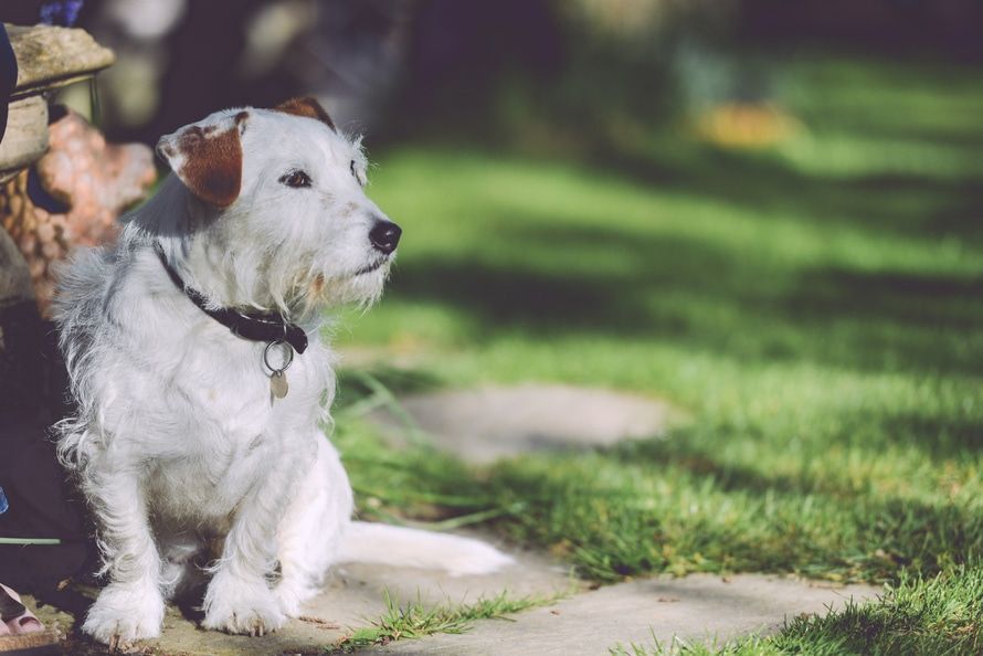 Pet Doors for Glass Doors Melbourne VIC Pet Doors for Glass Doors Melbourne VIC