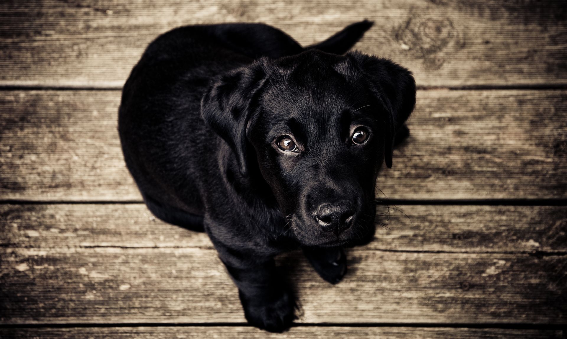A black dog is laying on a wooden floor and looking up at the camera.