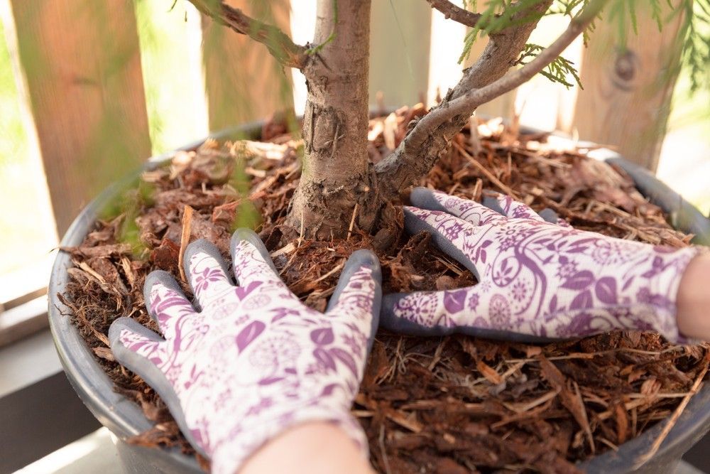 A Person Wearing Purple Gloves is Planting a Tree in a Pot — Frost 4 Sand In Gosford, NSW