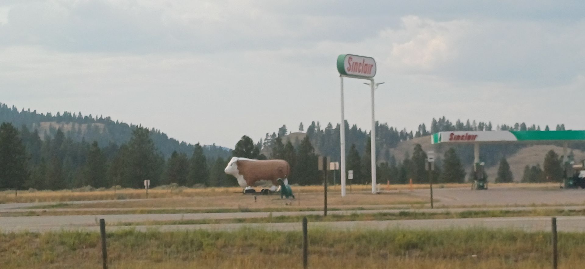 Clearwater Cow