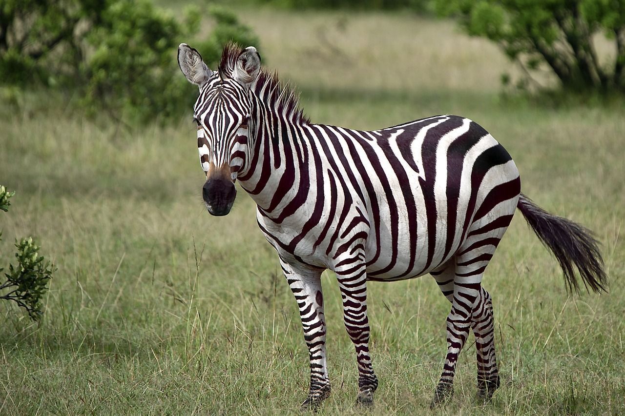 A zebra in Tennessee Safari Park