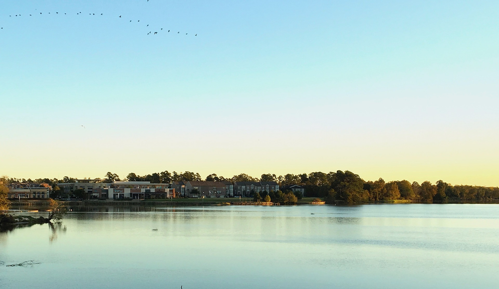 A large body of water in Houston with a flock of birds flying over it.