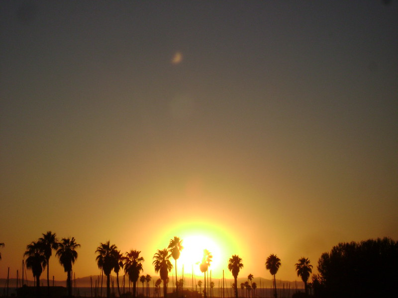 The sun is setting behind a row of palm trees in California