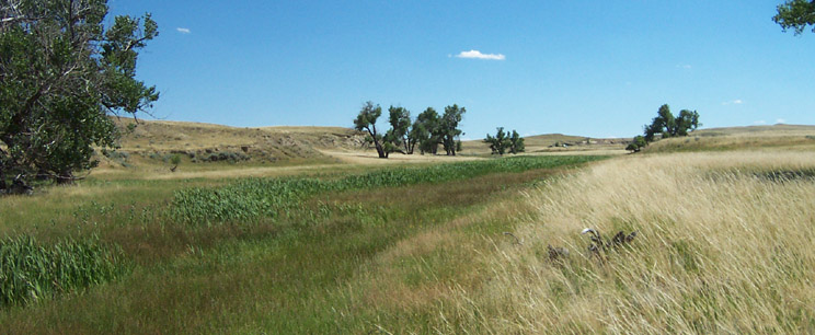 A field of tall grass with trees in the background on a sunny day.