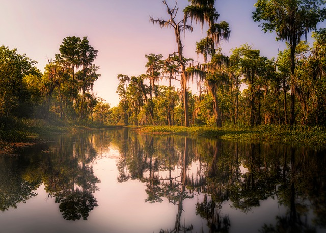 A swamp landscape just outside New Orleans