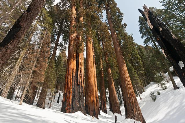 A snowy forest with trees covered in snow in sequoia np