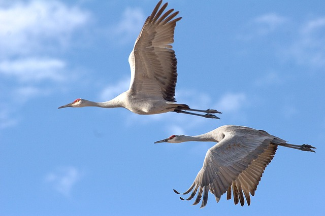 Two cranes are flying in a blue sky in the Mississippi Sandhill Crane National Wildlife Refuge