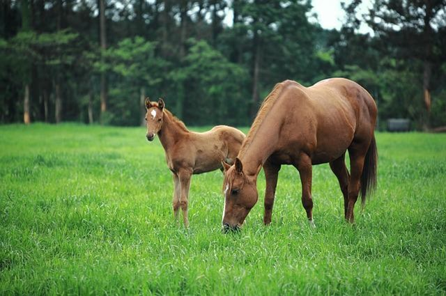 A horse and a foal are grazing in a grassy field in west jeju