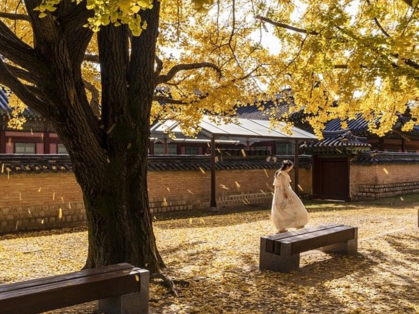 A woman in a white dress is standing on a bench under a tree with yellow leaves in Seoul.