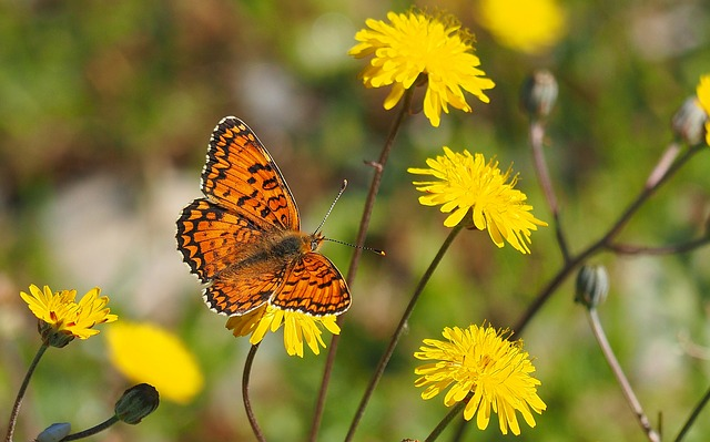 A butterfly is sitting on a yellow flower in a field