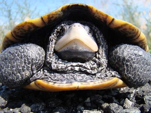 A close up of a turtle laying on a pile of rocks
