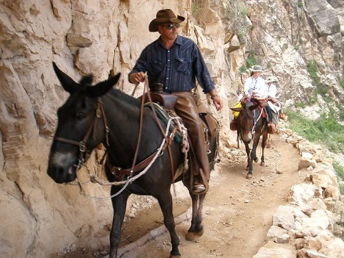 A man in a cowboy hat is riding a donkey into the grand canyon