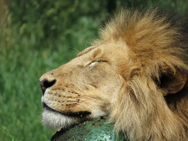 A close up of a lion sleeping on a rock with its eyes closed in Calgary zoo